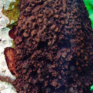 Termite nest 1