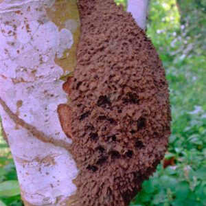 Termite nest 2