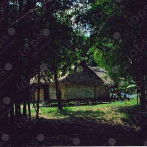 Thatched hut among bamboo