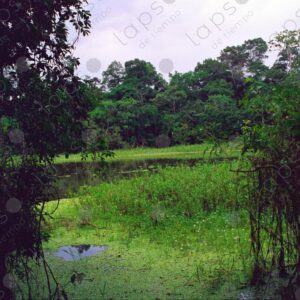 The jungle and Oje Lake