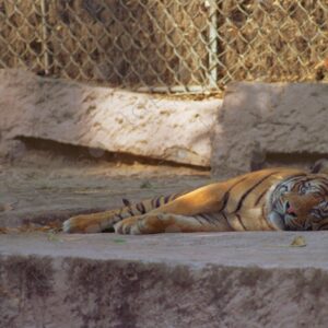 Tiger Zoo Barcelona