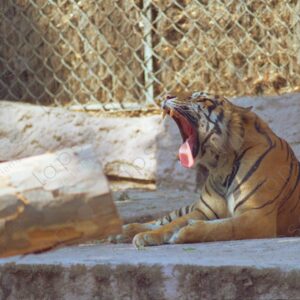 Tiger yawns Barcelona Zoo