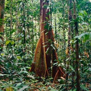 Tree inside the jungle 3