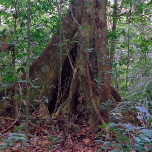 Tree inside the jungle 1
