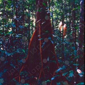 Tree inside the jungle 4