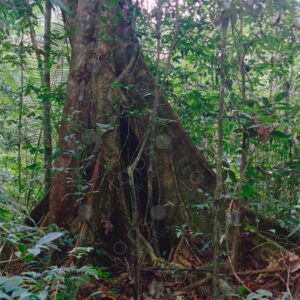 Tree inside the jungle 2