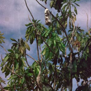 Tree with wasp nest 1