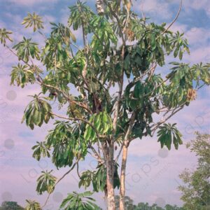Tree with wasp nest 2