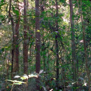 Trees inside the jungle 1