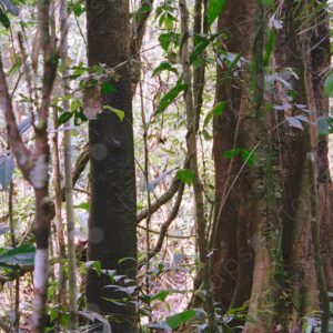 Trees inside the jungle 2