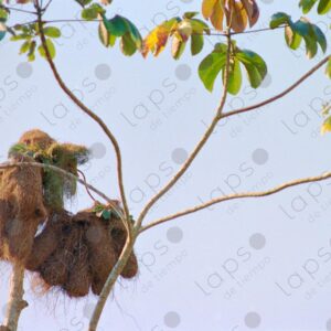 Treetop nests