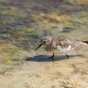 Tricolor Andean Gull Chick