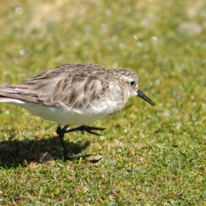 Tricolor Andean Gull Chick