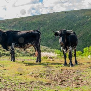 Two Black Cows