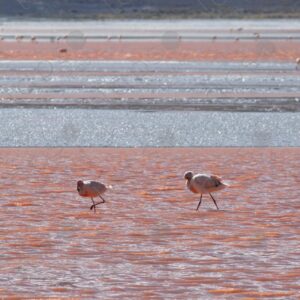 Two flamingos