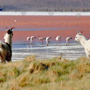 Two llamas