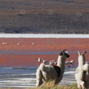Two llamas gaze towards a lagoon with flamingos in the Bolivian
