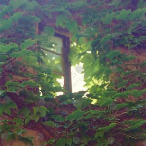 Typical window of a rural house framed by ivy, Provence region