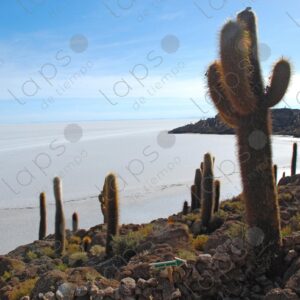 View of Cactus and Salar de Uyuni