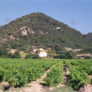 Vineyards in Pays des Dentelles de Montmirail 2