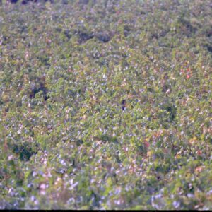 Vineyards near Narbonne