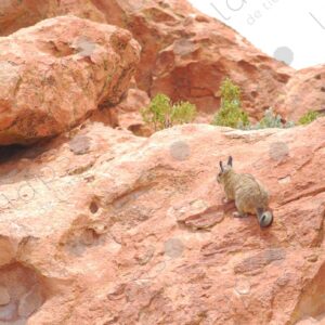 Vizcacha in the Valley of the Rocks 2
