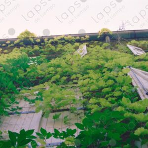 Wall and porches with climbing ivy