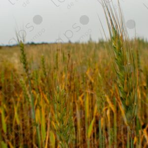 Wheat Plants 2