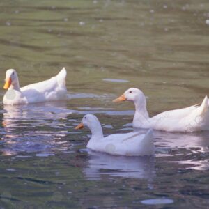 White ducks in Retiro Park, Madrid