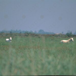 White horses of the Camargue Park 2