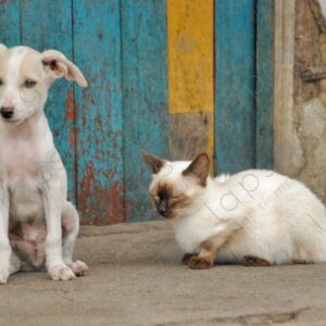 White puppy and siamese cat 1