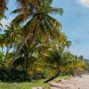 White sand beach with palm trees