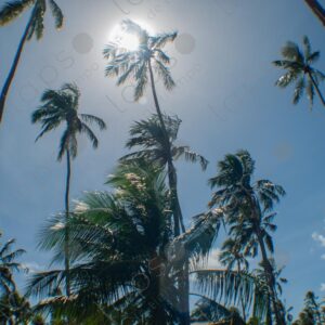 palm trees at a resort