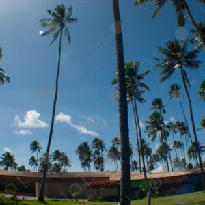 Wide angle shot of palm trees at a resort 2