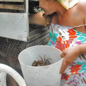Woman putting crabs in bucket 1