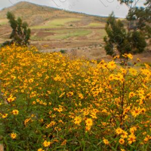 Yellow Verbena Flowers 1