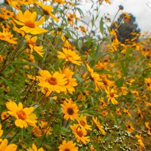 Yellow Verbena Flowers 3