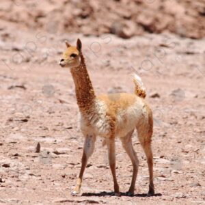 Young Alpaca Alert and Watchful