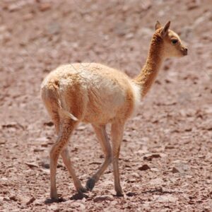 Young Alpaca