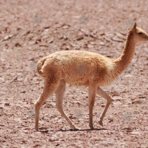 Young Alpaca