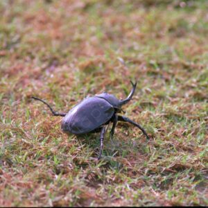 Rhinoceros beetles 1