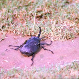 Rhinoceros beetles 2
