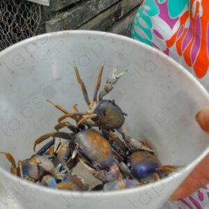 Several crabs in a bucket 1