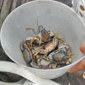 Several crabs in a bucket 3