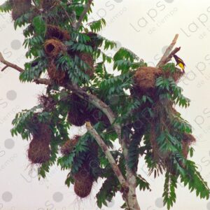 Yellow Oriole Icterus nigrogularis nest hanging from a tree