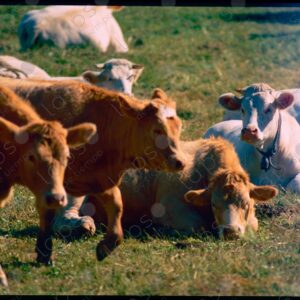 Cows Serre Chevalier Chantemerle cattle
