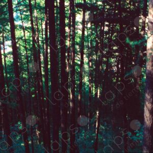 Forest Serre Chevalier Chantemerle 2