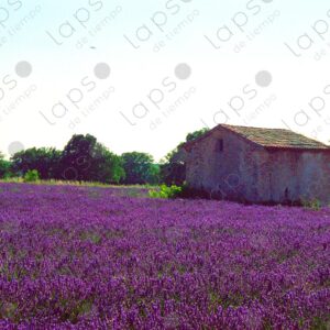 Landscape with lavender and a stone house, the Albion Plateau 1