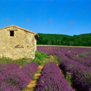 Landscape with lavender and a stone house, the Albion Plateau 3