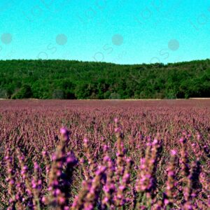 Lavender field, the Albion Plateau 1